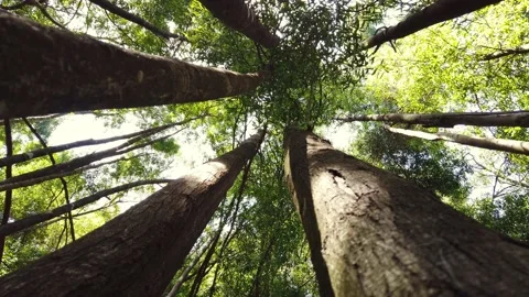 Bottom up view of big trees with afternoon sun. Tree rotation. Stock Footage 155934645
