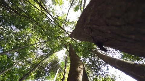 Bottom up view of big trees with afternoon sun. Tree rotation. Stock Footage 155934648