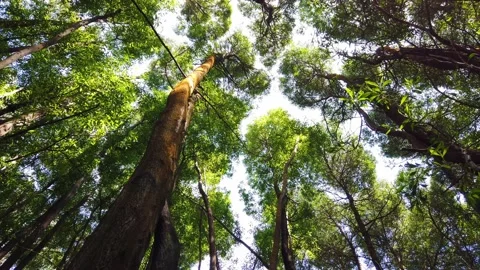 Bottom up view of big trees with afternoon sun. Tree rotation. Stock Footage 155934719