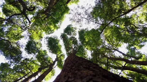 Bottom up view of big trees with afternoon sun. Tree rotation. Stock Footage 155934755