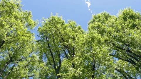 Bottom view of big trees at a city park called Sempione in Milan. Video stock 300260884