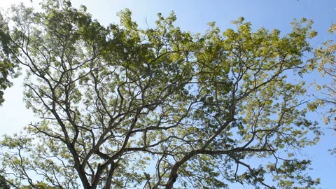 Bottom view of big trees in forest on blue sky background. Stock Footage 145018824