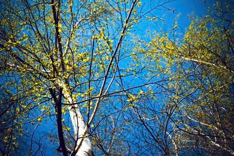 Bottom view of birch forest in sunlight in the spring morning. Foto stock