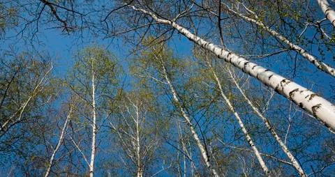 Bottom view of birch forest in sunlight in the spring morning. Foto stock