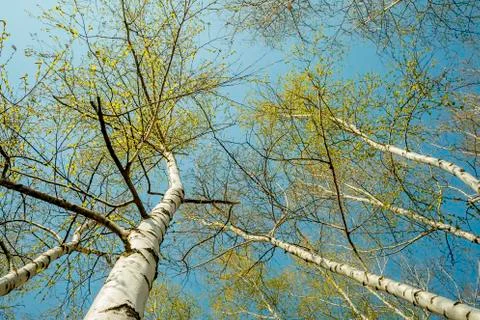 Bottom view of birch forest in sunlight in the spring morning. Stock Photos
