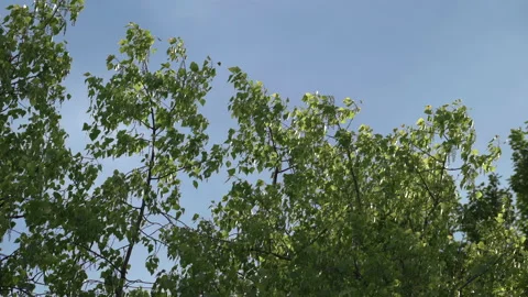 Bottom view of birch tree branches with green foliage on blue sky background Stockbeeldmateriaal 140646475
