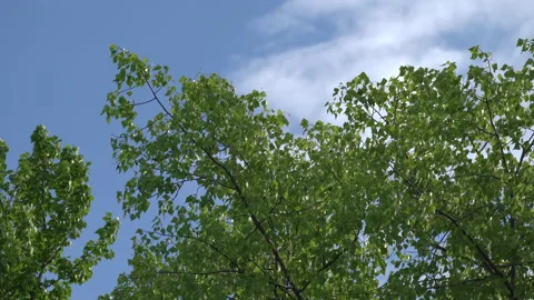 Bottom view of birch tree branches with green foliage on blue sky background Video stock 140647133