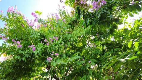 Bottom view of blooming purple crape myrtle trees, also known as Lagerstroemia. Stock Photos
