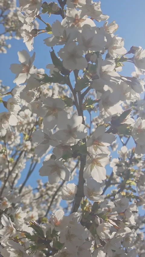 Bottom view of blooming Yoshino cherry tree covered with white flowers Stock Footage 324248817