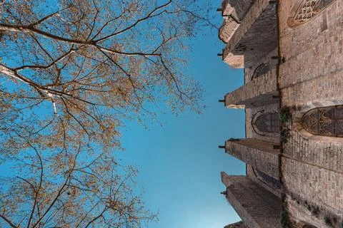 Bottom view of blossoming trees and chirch facade in Plaza del Pi, Barcelona Stock Photos