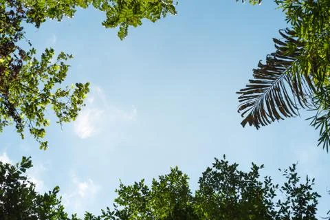 Bottom up view of blue sky framed by tree leaves and palm trees, in a tropica Stock Photos