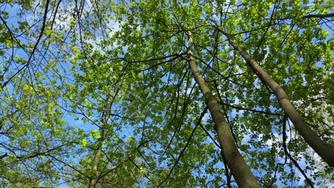 Bottom up view of the blue sky through the green spring foliage of the trees. Stock Footage 240848754