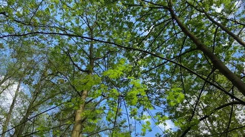 Bottom up view of the blue sky through the green spring foliage of the trees. Stock Footage 240848767