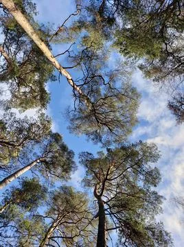 Bottom view of blue sky through pine branches Stock Photos