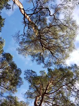 Bottom view of blue sky through pine branches Stock Photos