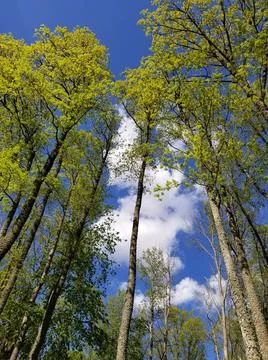 Bottom view of blue sky through branches Stock Photos