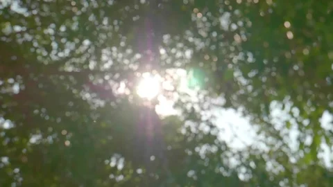 Bottom view blurred shoot of big old trees with branches and leaves under the mo Stock Footage 240273024