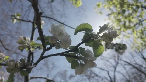 Bottom view of branch covered with white flowers of blossoming apple tree in Stock Footage 321275726