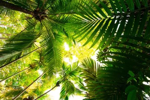 Bottom view of branch tree and leaf there is lighting hit upper leaves Stock Photos