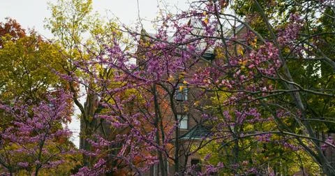 Bottom view of branched tree with sakura flowers. Dynamic video on spring day Stock Photos