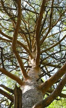 Bottom view of the branched trunk of a pine tree Foto stock