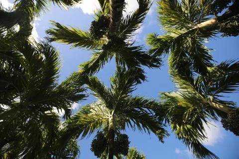 Bottom view of the branches and leaves of palm trees against the sky with clouds Stock Photos