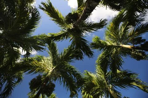 Bottom view of the branches and leaves of palm trees against the sky with clouds Stock Photos