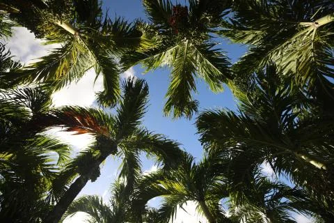 Bottom view of the branches and leaves of palm trees against the sky with clouds Stock Photos
