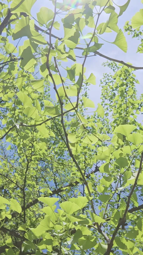 Bottom view of branches with green foliage of Maidenhair Tree, Ginkgo biloba in Stock Footage 329671337