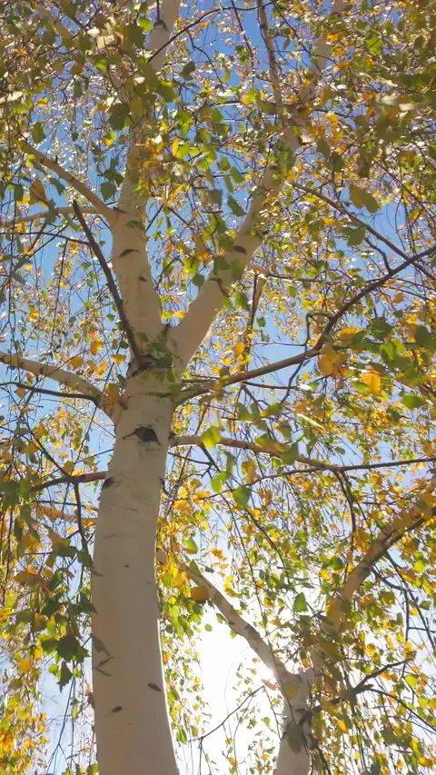 Bottom view of branches with yellowed leaves of birch tree swaying in autumn Stock Footage 338024721