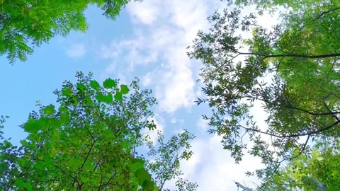 Bottom-up view of bright lush green tree foliage at an outdoor public park day  Video stock 317134173