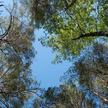 A bottom view of a bright summer blue sky framed in blurry green tree tops. R 写真素材