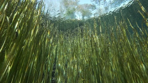 Bottom view on bright water surface and clouds with long plants underwater,Pond Stock Footage 226959348
