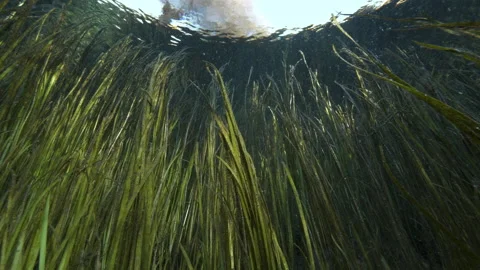 Bottom view on bright water surface with long plants underwater, Spring pond Stock Footage 227174967