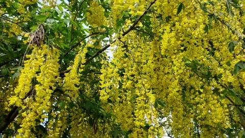 Bottom view of the bright yellow inflorescences of a blooming Laburnum tree Stock Footage 336278342