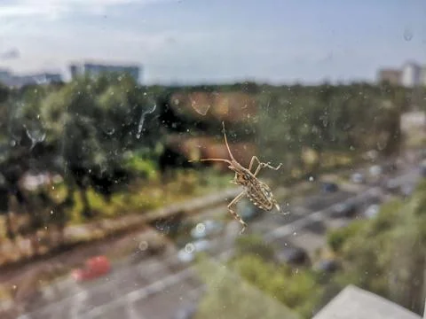 Bottom view of a bug crawling on a window glass outside. Stock Photos