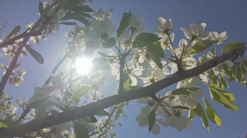 Bottom view, camera moves along branch covered with green leaves and white Stock Footage 314667212
