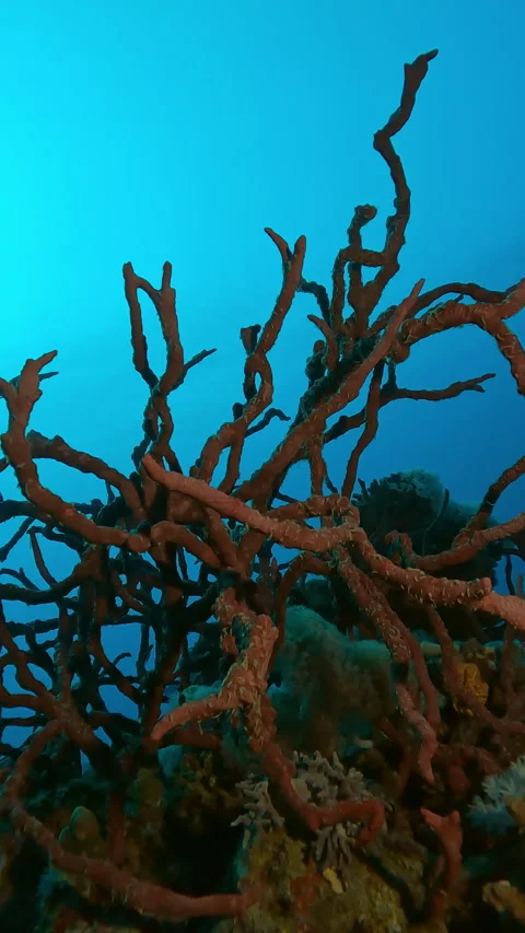 Bottom view, Camera moves around the Red Sponges on deep coral reef top in Stock Footage 310191236