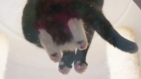 Bottom view of cat with white fluffy paws sitting on transparent glass table Stock Footage 153141190