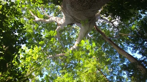 Bottom Up View Of Ceiba Pentandra Kapok Tree Tropical Forest Stock Footage 219658893