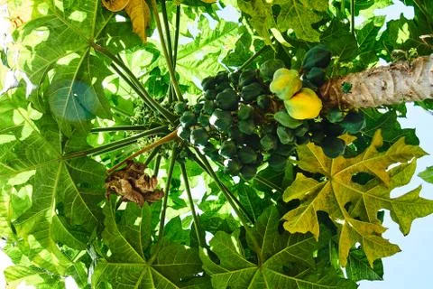 Bottom view of chamburo tree, mini papaya, with big leaves Stock Photos