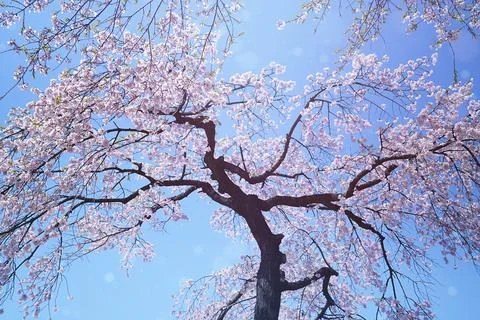 Bottom-up view of cherry blossom tree. Foto stock
