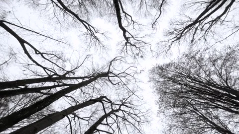 A bottom-up view of a circle of tall, leafless tree crowns in an autumn park.	 Video stock 299712779
