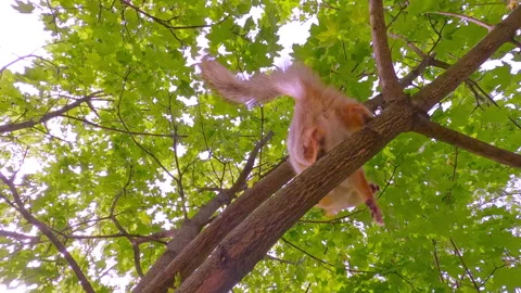 Bottom view, Close up of Eurasian red squirrel jumping on tree branches Vidéo 300391686