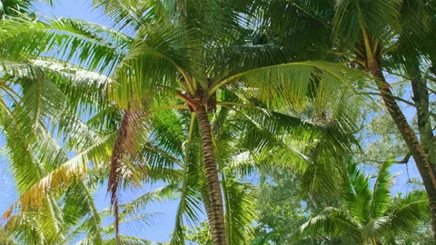 Bottom view of coconut palm tree on the beach. Green coconut palm tree with b Stock Footage 157629893