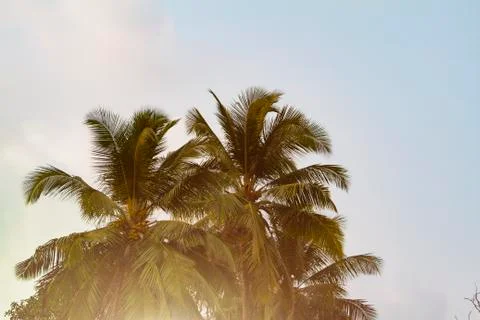 Bottom view of coconut palm tree, toned with sunlight Stock Photos
