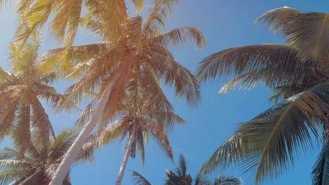 Bottom view of coconut palm trees forest in sunshine. Palm trees against a Vídeo Stock 106203807