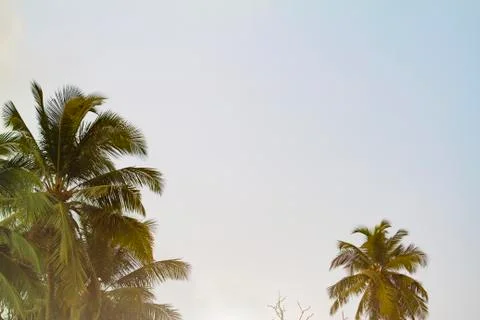 Bottom view of coconut palm trees Stock Photos