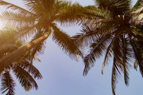 Bottom view coconut palms tree with green leaves Stock Photos