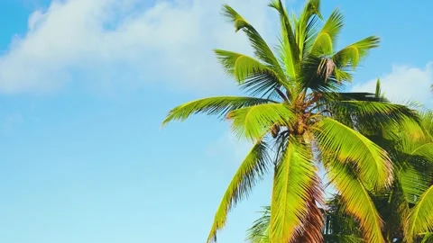 Bottom view of a coconut tree in the blue sky.  Stock Footage 223644038